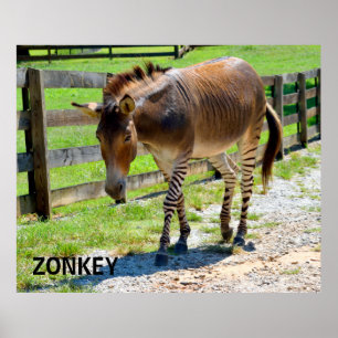 Póster Zebra e asno da peça de Zonkey