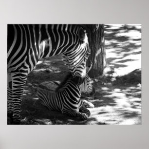 Poster zebra e cubo