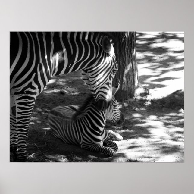 Poster zebra e cubo (Frente)