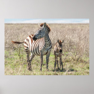 Poster Zebra e Foal