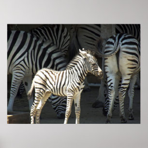 Póster Zebra ensolarada