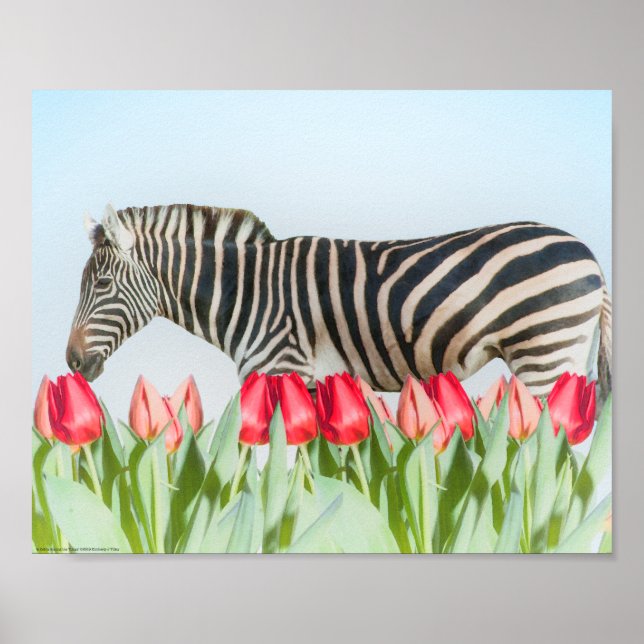 Poster Zebra entre as Tulipas (Frente)
