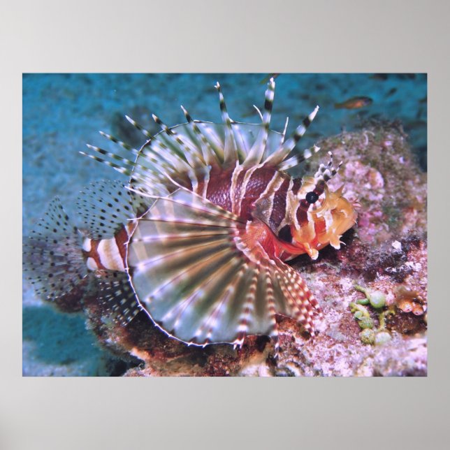 Poster Zebra Lionfish (Frente)