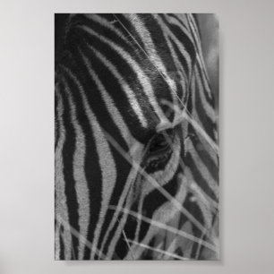 Póster Zebra na grama