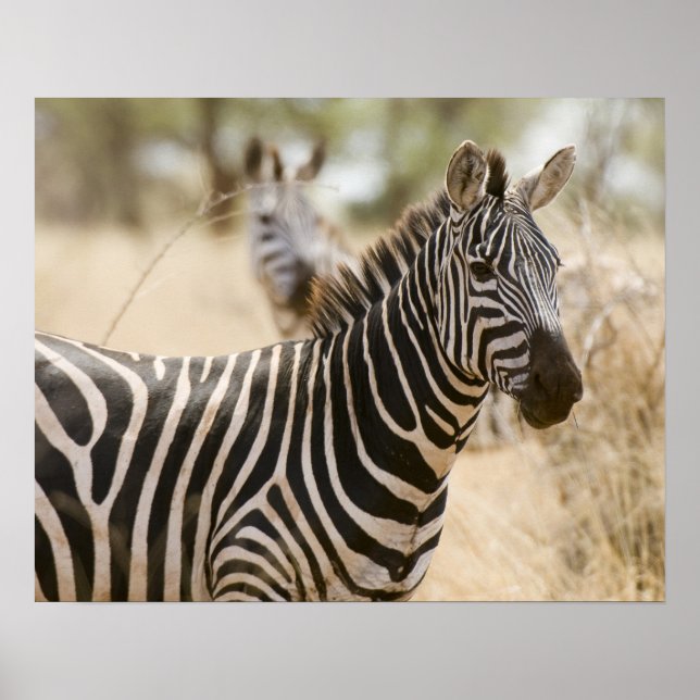 Poster Zebra no Parque Nacional de Meru, Quênia. (Frente)