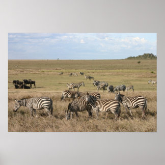 Póster Zebra no Serengeti na Tanzânia