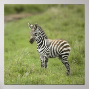 Póster Zebra nova na planície de Serengeti