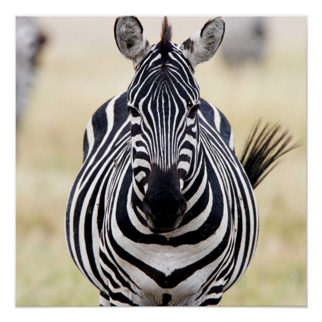 Póster Zebra olhando para você (Frente)