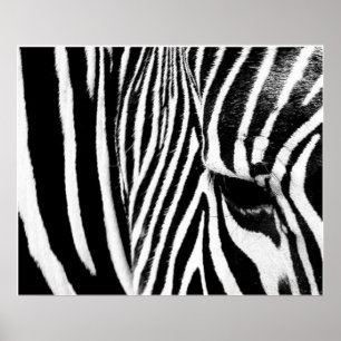 Poster Zebra pelo tdgallery