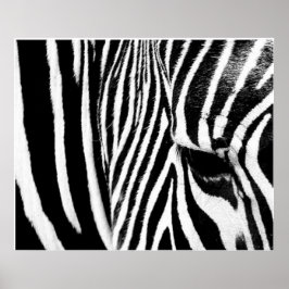 Poster Zebra por Tdgallery
