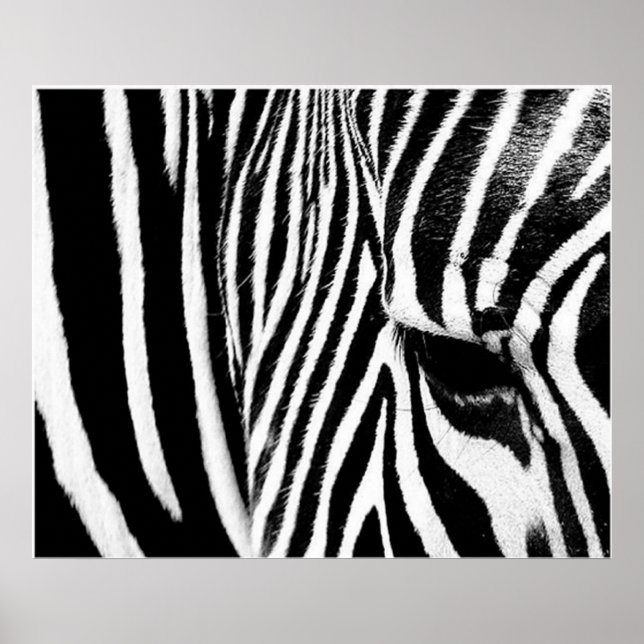 Poster Zebra por Tdgallery (Frente)