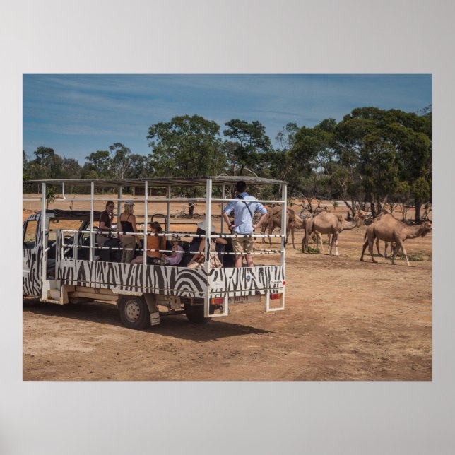 Poster Zebra Safari Tour Truck no Willife Park (Frente)