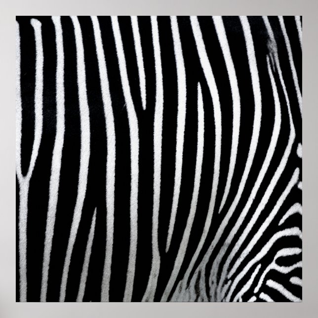 Poster Zebra Skin (Frente)
