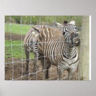 Póster Zebra Sorridente