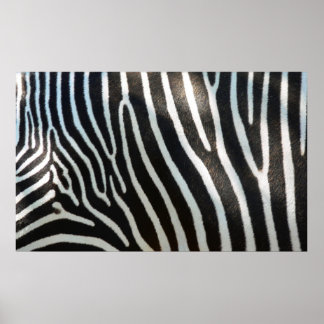 Póster Zebra Stripes