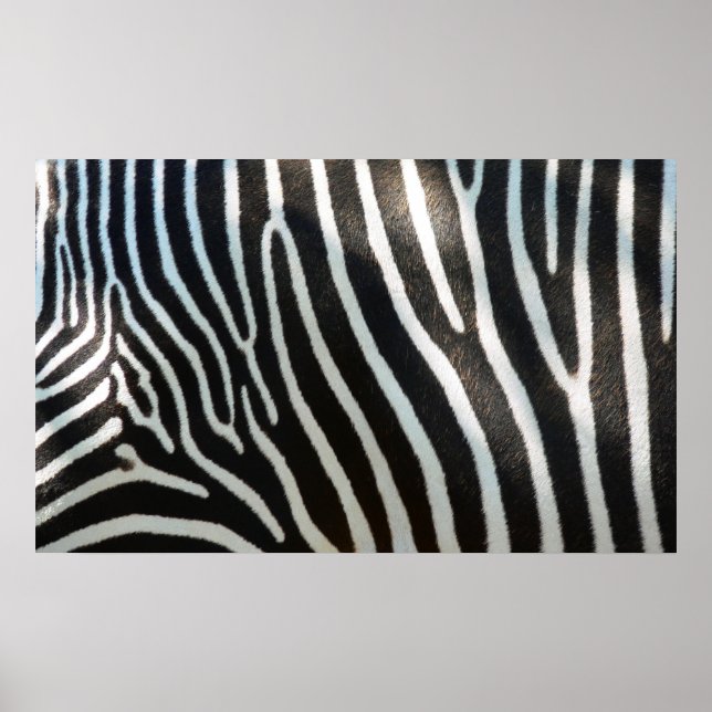 Póster Zebra Stripes (Frente)