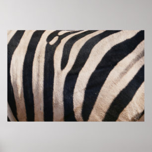 Poster Zebra Stripes Negra e Branca