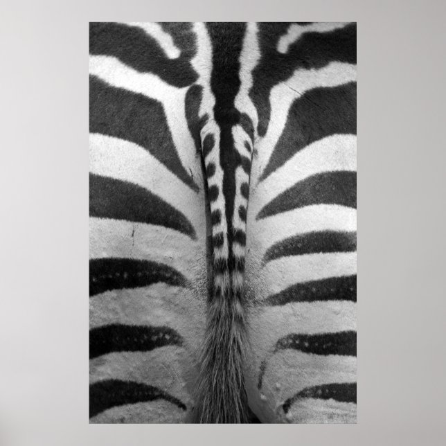 Póster Zebra Strips (Frente)