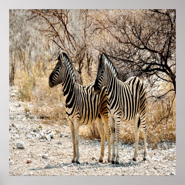 Póster Zebra Stroll (Frente)
