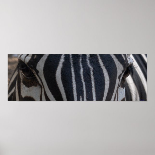 Póster Zebra Zebra na parede (Frente)