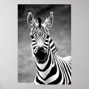 POSTER ZebraPhoto Por John A. Sylvester