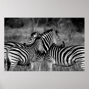 Póster Zebras