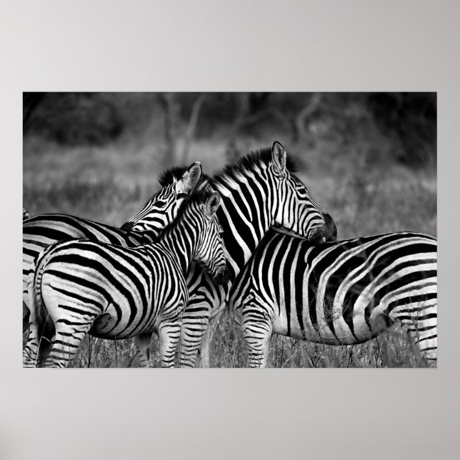 Póster Zebras (Frente)