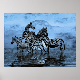 Poster Zebras5