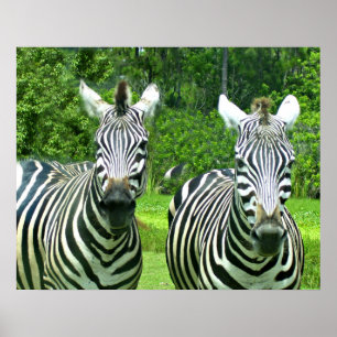 Póster Zebras 2 Cuxas