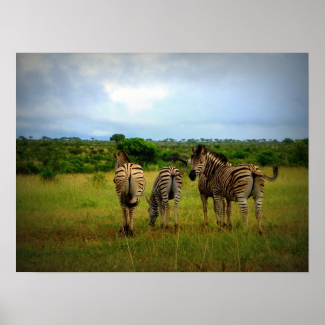 Póster Zebras Africanas em Contexto Natural (Frente)