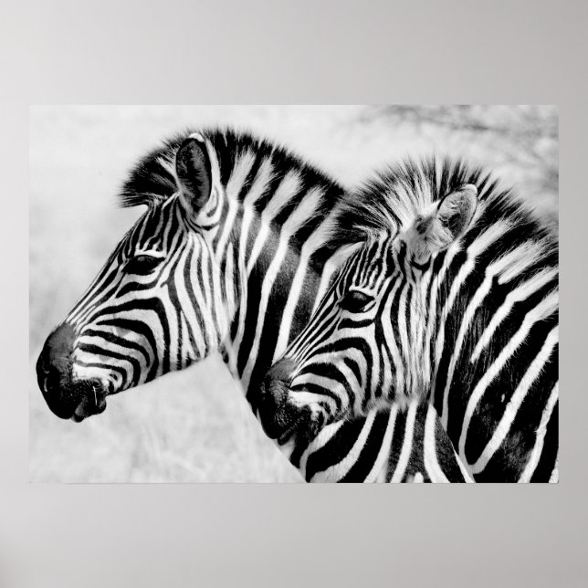 Poster Zebras Animais Selvagens Negro e Branco (Frente)