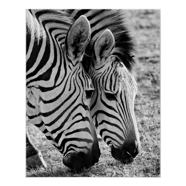 Póster Zebras Closeup e striped (Frente)