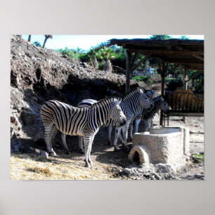 Póster Zebras de Chapman