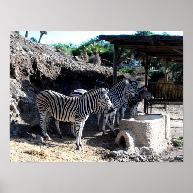 Póster Zebras de Chapman (Frente)