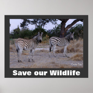 Poster Zebras Foto Cartaz Salve Nossa Vida Selvagem