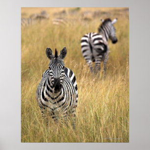 Póster Zebras na grama alta