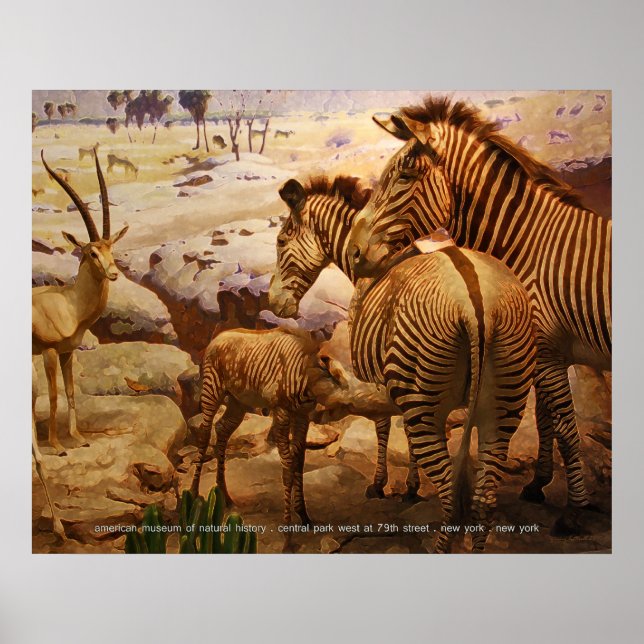 Póster zebras no museu americano de história natural (Frente)