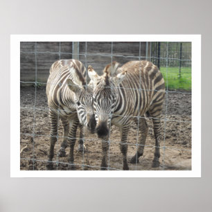 Poster Zebras Nuzzling