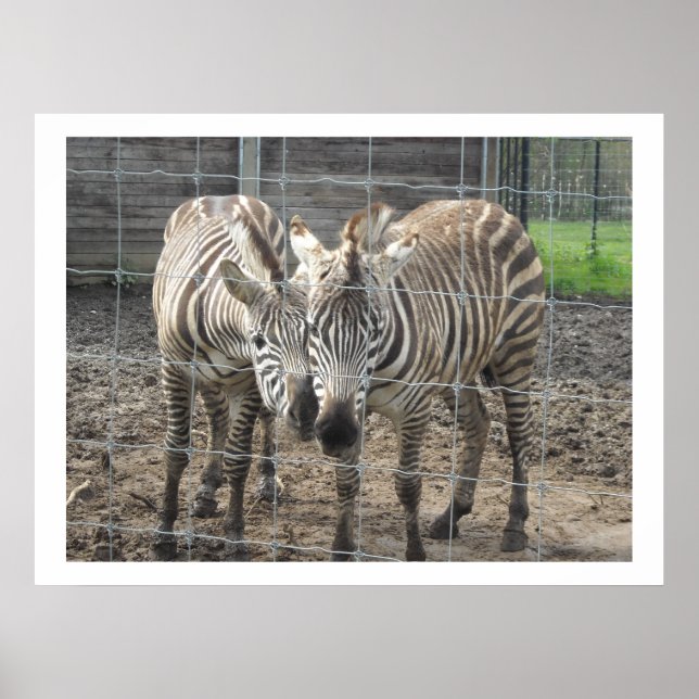 Poster Zebras Nuzzling (Frente)
