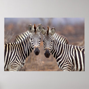 Poster Zebras planas, Parque Nacional Kruger