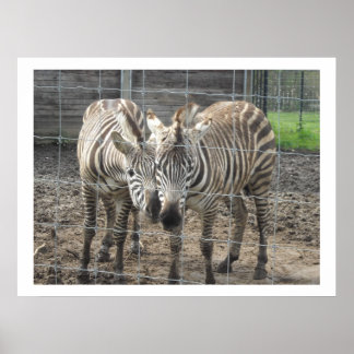 Poster Zebras se aconchegando