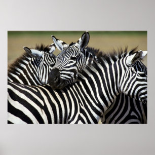 Poster Zebras se agrupam em campo