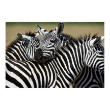 Zebras se agrupam num campo