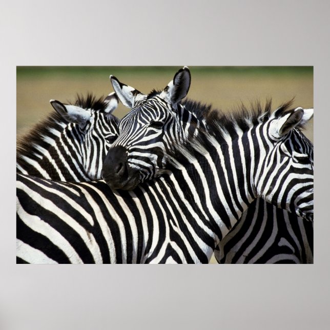 Poster Zebras se agrupam num campo (Frente)