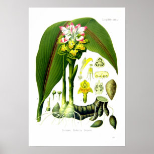Poster Zedoaria da curcuma
