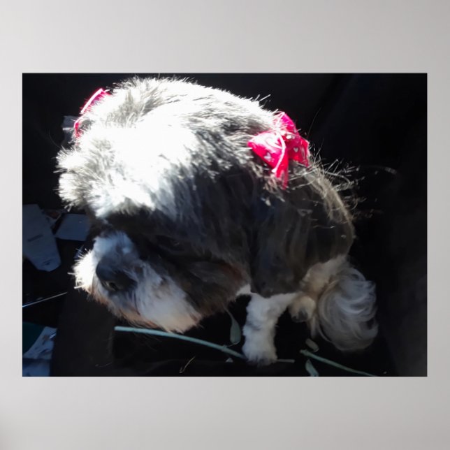 Poster Zhina É Minha Princesa Shih Tzu (Frente)