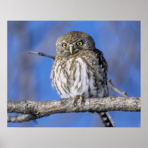 Póster Zimbabwe. Close-up of pearl spotted owl on