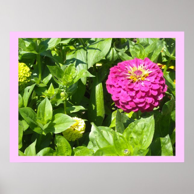 Póster Zínia Rosa Marcante (Frente)