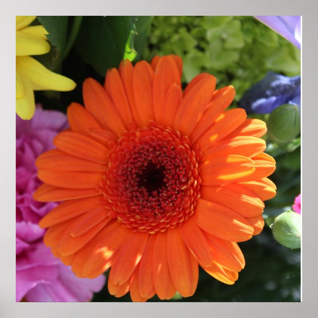 Poster Zinnia (Frente)