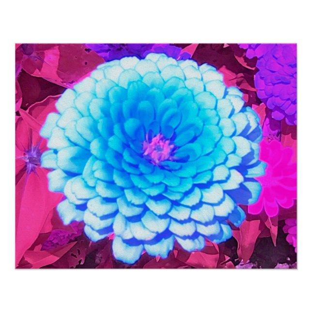 Póster Zinnia Azul bonito no Jardim de Verão Roxo (Frente)